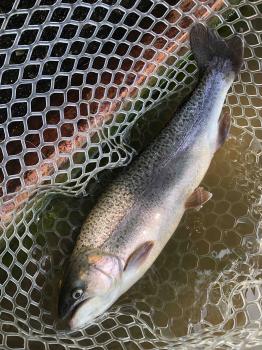 フィッシング サンクチュアリ 釣果