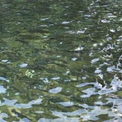 フィッシング サンクチュアリ 釣果