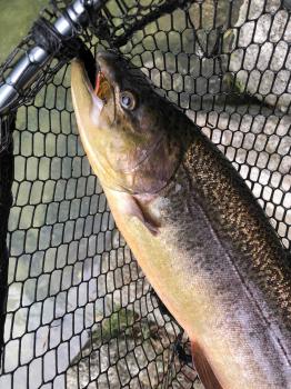 フィッシング サンクチュアリ 釣果