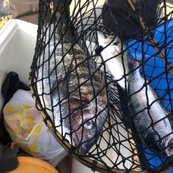 由良渡船 釣果