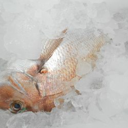 こうゆう丸 釣果