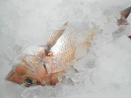 こうゆう丸 釣果