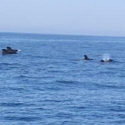へいみつ丸 釣果