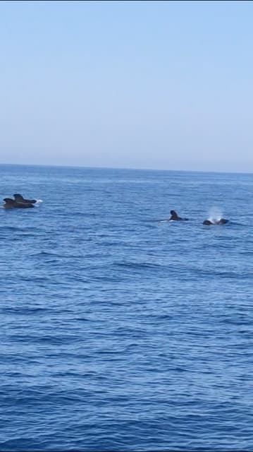 へいみつ丸 釣果