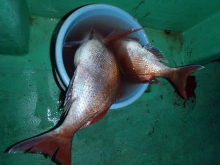 第二むつ漁丸 釣果
