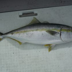 遊漁船 遊友 釣果