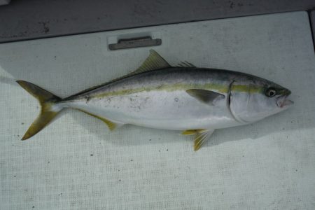 遊漁船 遊友 釣果