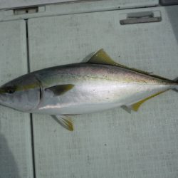 遊漁船 遊友 釣果