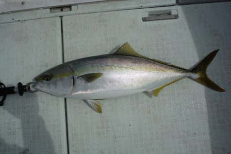 遊漁船 遊友 釣果