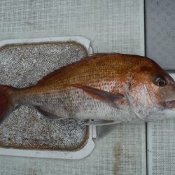 遊漁船 遊友 釣果