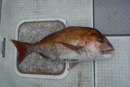 遊漁船 遊友 釣果