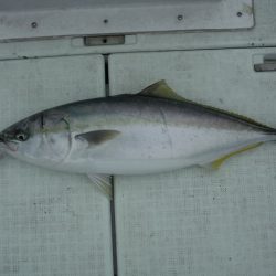 遊漁船 遊友 釣果