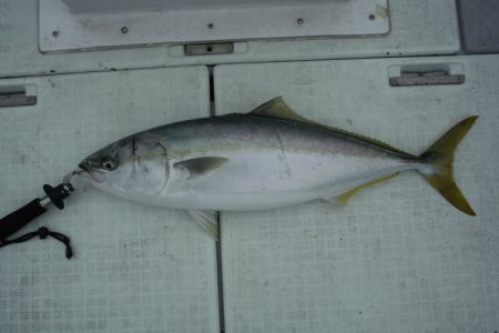 遊漁船 遊友 釣果