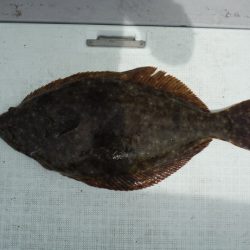 遊漁船 遊友 釣果