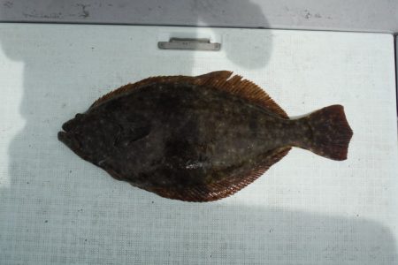 遊漁船 遊友 釣果