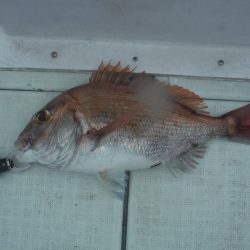 遊漁船 遊友 釣果