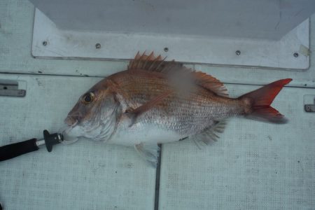 遊漁船 遊友 釣果