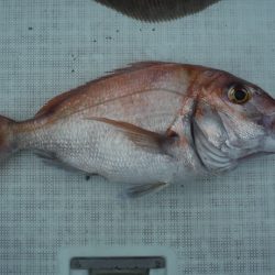 遊漁船 遊友 釣果