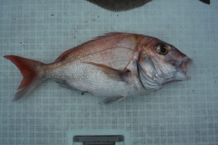 遊漁船 遊友 釣果