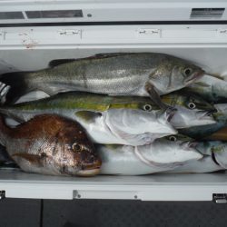 遊漁船 遊友 釣果