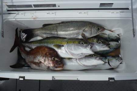 遊漁船 遊友 釣果