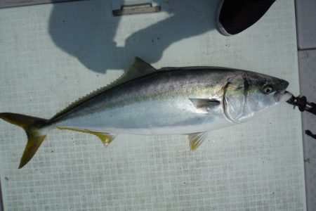 遊漁船 遊友 釣果