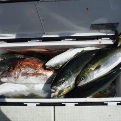 遊漁船 遊友 釣果