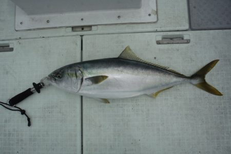 遊漁船 遊友 釣果