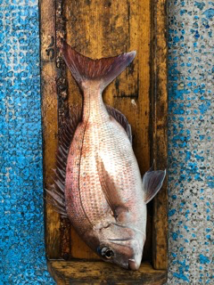 幸吉丸 釣果