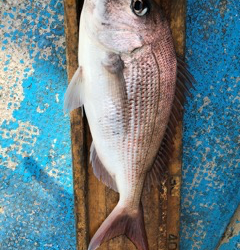 幸吉丸 釣果