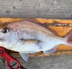 幸吉丸 釣果