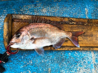 幸吉丸 釣果