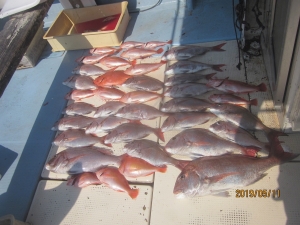 第十八吉栄丸 釣果