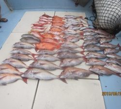 第十八吉栄丸 釣果