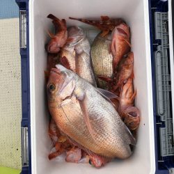 リトルワン 釣果