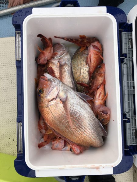 リトルワン 釣果