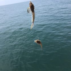 リトルワン 釣果