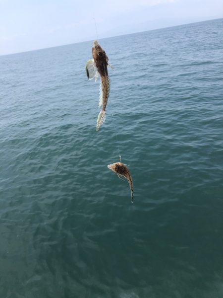 リトルワン 釣果