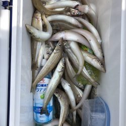 リトルワン 釣果