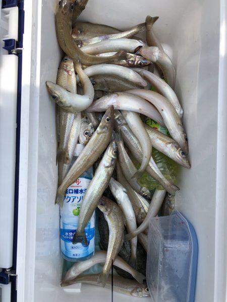 リトルワン 釣果