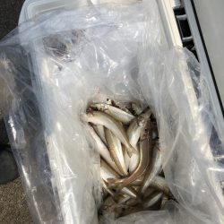 リトルワン 釣果