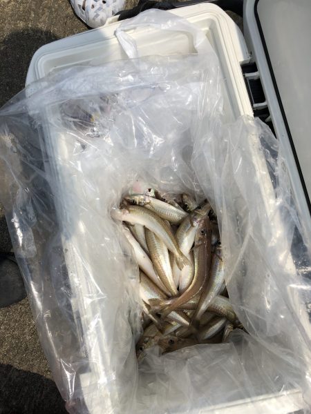 リトルワン 釣果