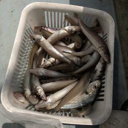 リトルワン 釣果