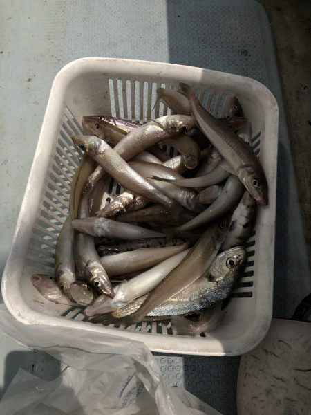 リトルワン 釣果