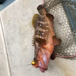 リトルワン 釣果