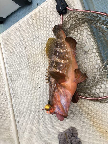 リトルワン 釣果