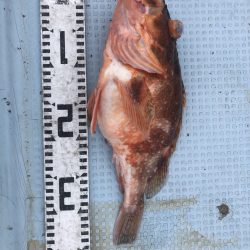 リトルワン 釣果