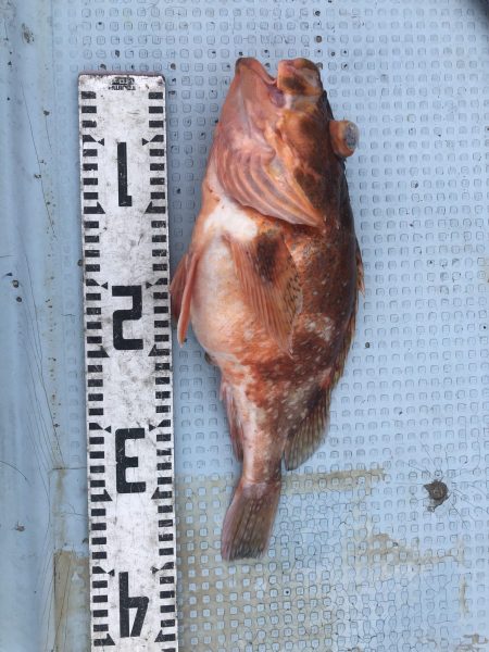 リトルワン 釣果