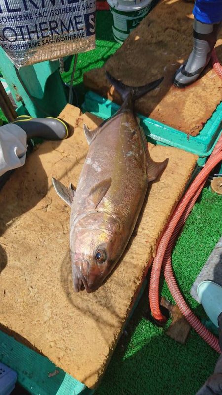フィッシングハウス伊藤 釣果