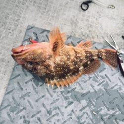 シーモンキー 釣果